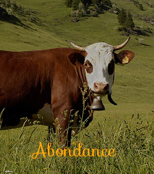 vache-abondance.jpg