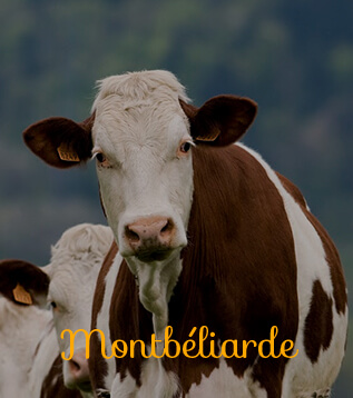 vache-montbeliarde.jpg